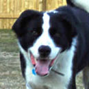 Spike was adopted in June, 2005